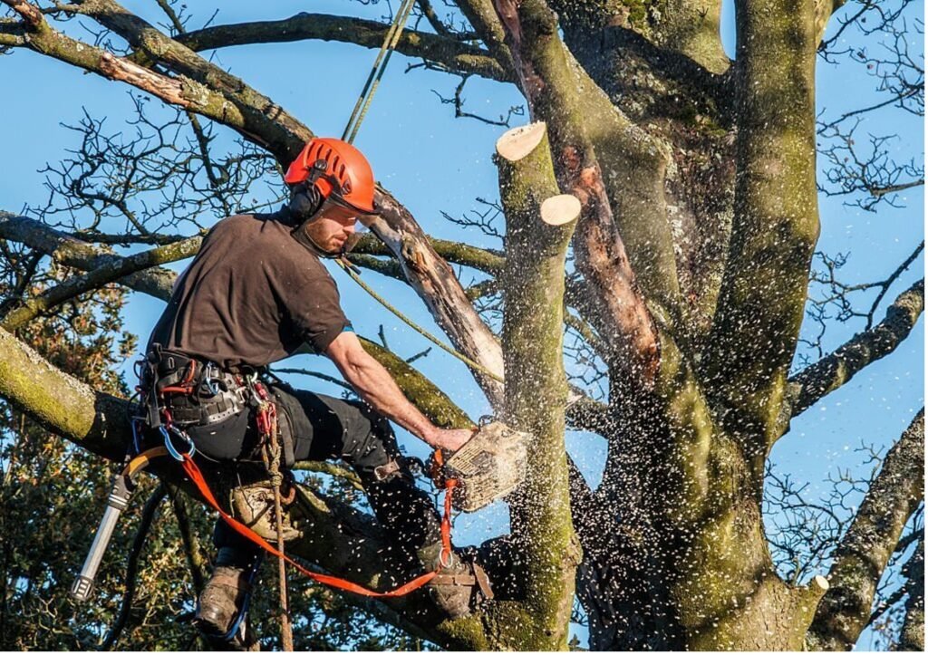Baumpflege Baumschnitt Menden