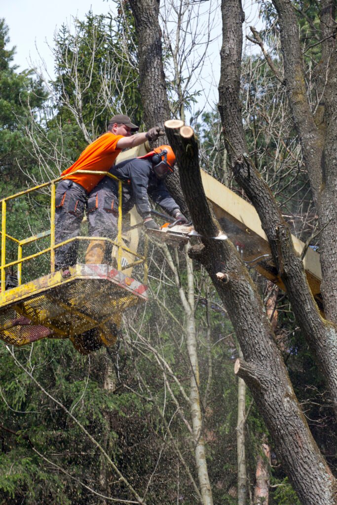 Baumpflege Baumkontrolle Menden